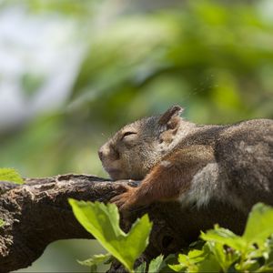 Preview wallpaper squirrel, leaves, sleep, tree