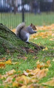 Preview wallpaper squirrel, leaves, tree, animal