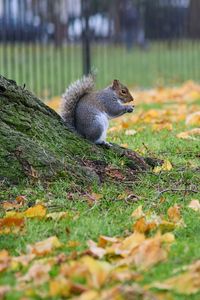 Preview wallpaper squirrel, leaves, tree, animal