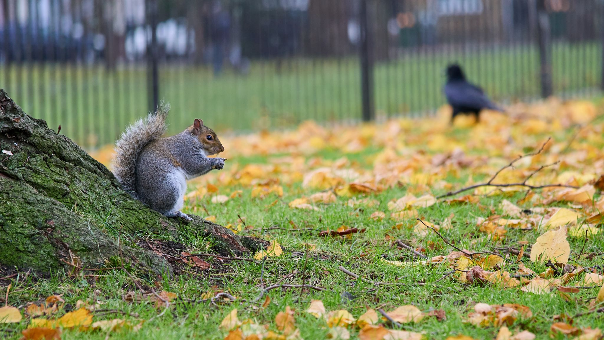 2048x1152 Wallpaper squirrel, leaves, tree, animal