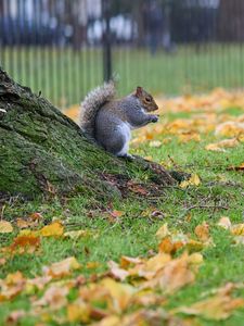 Preview wallpaper squirrel, leaves, tree, animal