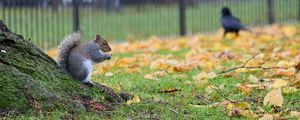 Preview wallpaper squirrel, leaves, tree, animal