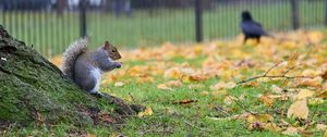 Preview wallpaper squirrel, leaves, tree, animal