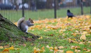 Preview wallpaper squirrel, leaves, tree, animal