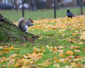 Preview wallpaper squirrel, leaves, tree, animal
