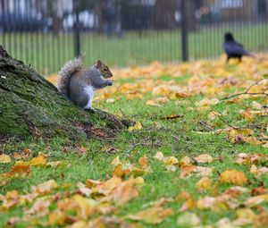 Preview wallpaper squirrel, leaves, tree, animal