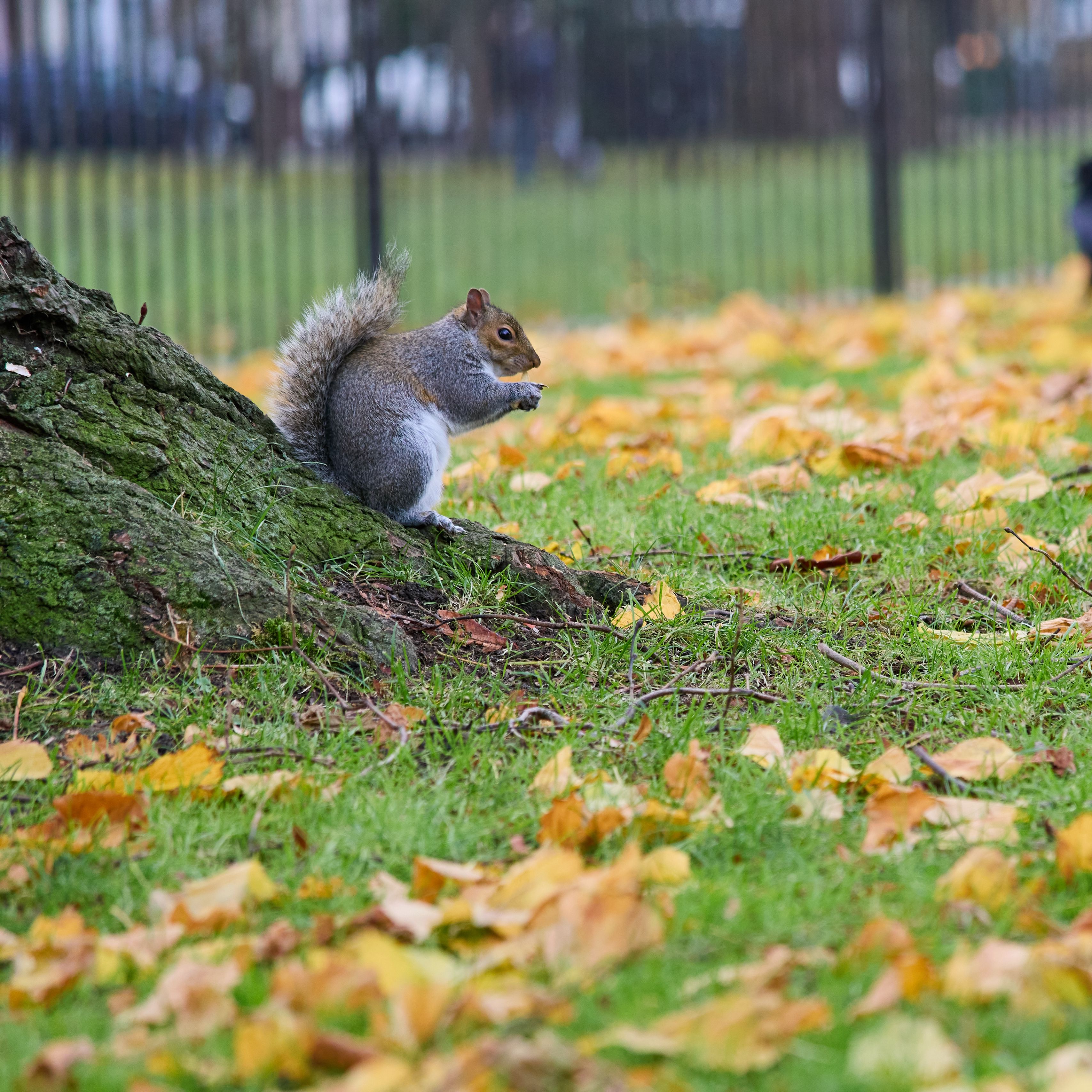 3415x3415 Wallpaper squirrel, leaves, tree, animal