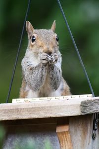 Preview wallpaper squirrel, legs, sitting, hunting, small