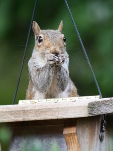 Preview wallpaper squirrel, legs, sitting, hunting, small