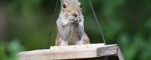 Preview wallpaper squirrel, legs, sitting, hunting, small