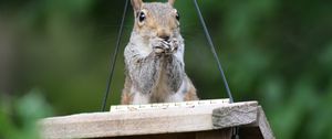 Preview wallpaper squirrel, legs, sitting, hunting, small