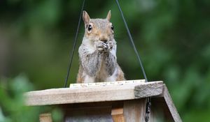 Preview wallpaper squirrel, legs, sitting, hunting, small