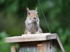 Preview wallpaper squirrel, legs, sitting, hunting, small