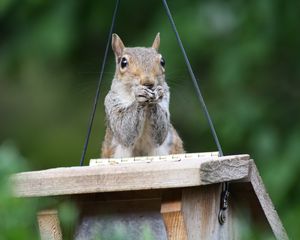 Preview wallpaper squirrel, legs, sitting, hunting, small