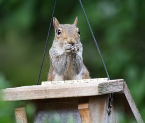 Preview wallpaper squirrel, legs, sitting, hunting, small