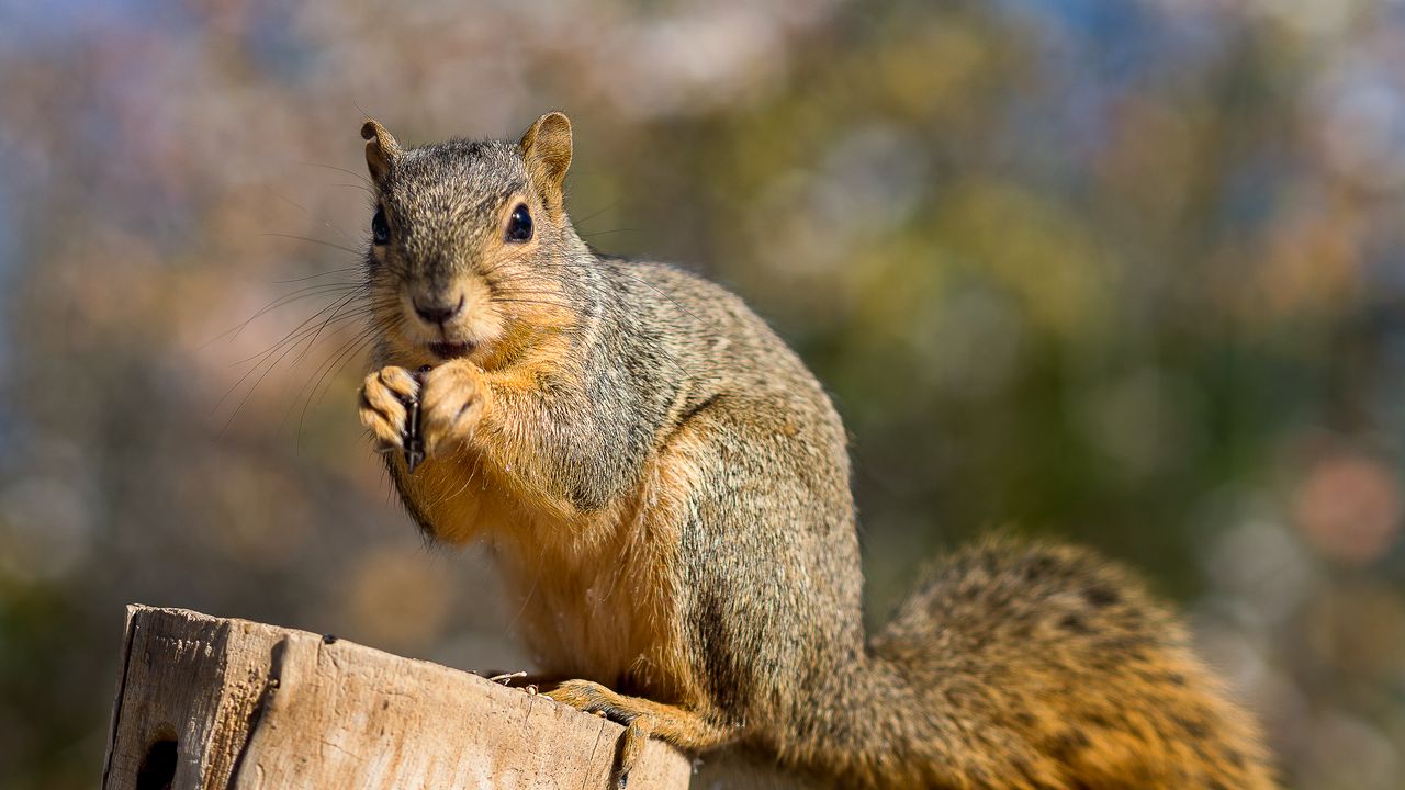 Wallpaper squirrel, log, cute, fluffy, wildlife, blur