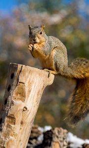 Preview wallpaper squirrel, log, cute, fluffy, wildlife, blur