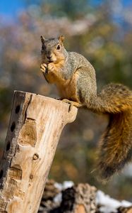 Preview wallpaper squirrel, log, cute, fluffy, wildlife, blur