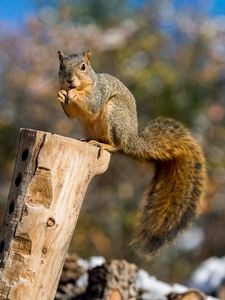 Preview wallpaper squirrel, log, cute, fluffy, wildlife, blur