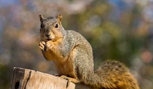 Preview wallpaper squirrel, log, cute, fluffy, wildlife, blur