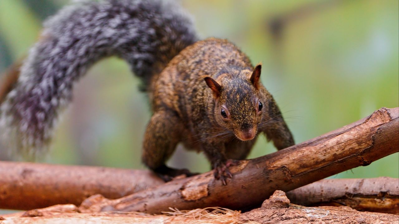 Wallpaper squirrel, logs, climb, tail