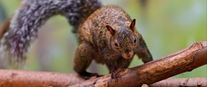 Preview wallpaper squirrel, logs, climb, tail