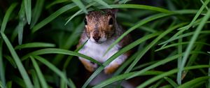 Preview wallpaper squirrel, look out, hide, grass