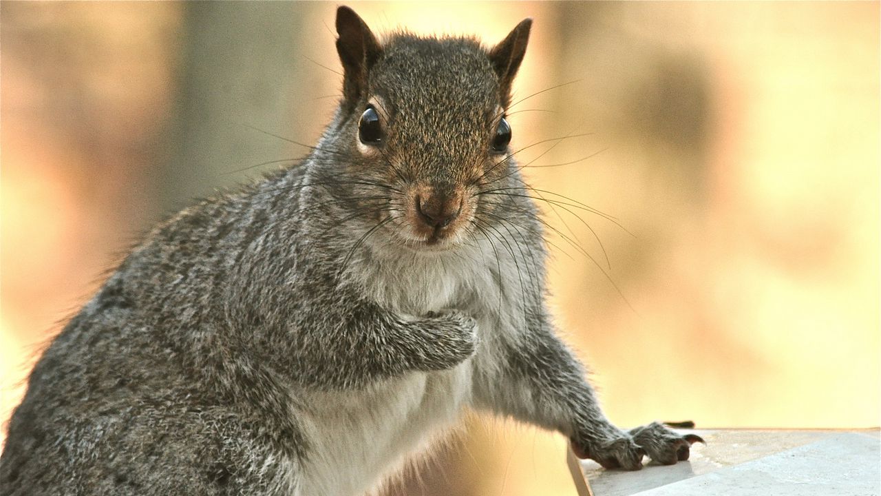 Wallpaper squirrel, look, paw, small animal