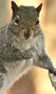 Preview wallpaper squirrel, look, paw, small animal