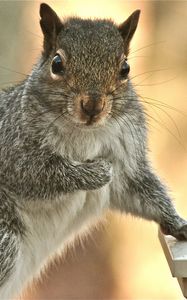 Preview wallpaper squirrel, look, paw, small animal