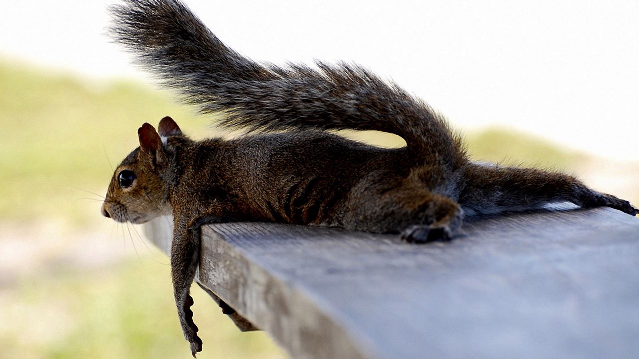 Wallpaper squirrel, lying, mammal, tired