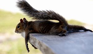 Preview wallpaper squirrel, lying, mammal, tired