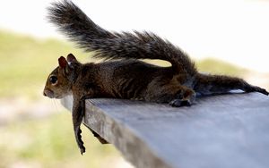 Preview wallpaper squirrel, lying, mammal, tired