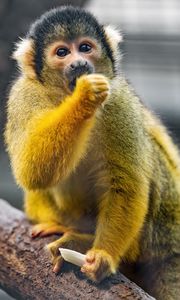 Preview wallpaper squirrel monkey, monkey, animal, wildlife