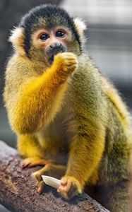 Preview wallpaper squirrel monkey, monkey, animal, wildlife