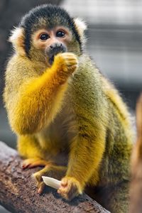 Preview wallpaper squirrel monkey, monkey, animal, wildlife