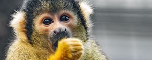 Preview wallpaper squirrel monkey, monkey, animal, wildlife
