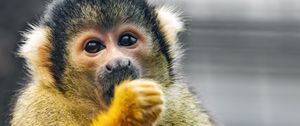 Preview wallpaper squirrel monkey, monkey, animal, wildlife