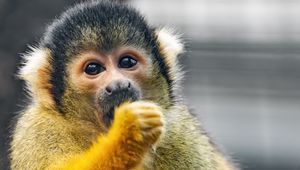 Preview wallpaper squirrel monkey, monkey, animal, wildlife