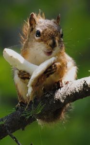 Preview wallpaper squirrel, mushroom, food, tree climbing