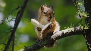 Preview wallpaper squirrel, mushroom, food, tree climbing