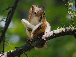 Preview wallpaper squirrel, mushroom, food, tree climbing