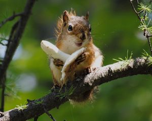 Preview wallpaper squirrel, mushroom, food, tree climbing