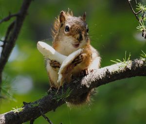 Preview wallpaper squirrel, mushroom, food, tree climbing