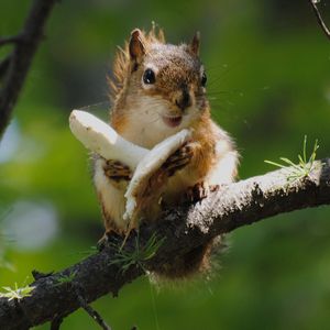 Preview wallpaper squirrel, mushroom, food, tree climbing