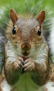 Preview wallpaper squirrel, muzzle, fluffy, look