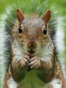 Preview wallpaper squirrel, muzzle, fluffy, look