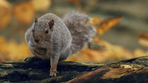 Preview wallpaper squirrel, nature, background