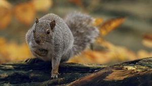 Preview wallpaper squirrel, nature, background