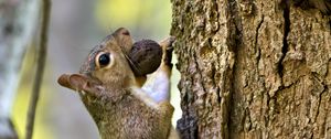 Preview wallpaper squirrel, nut, bark, tree, wildlife